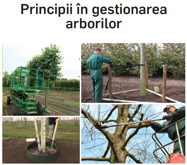 Principles in tree management