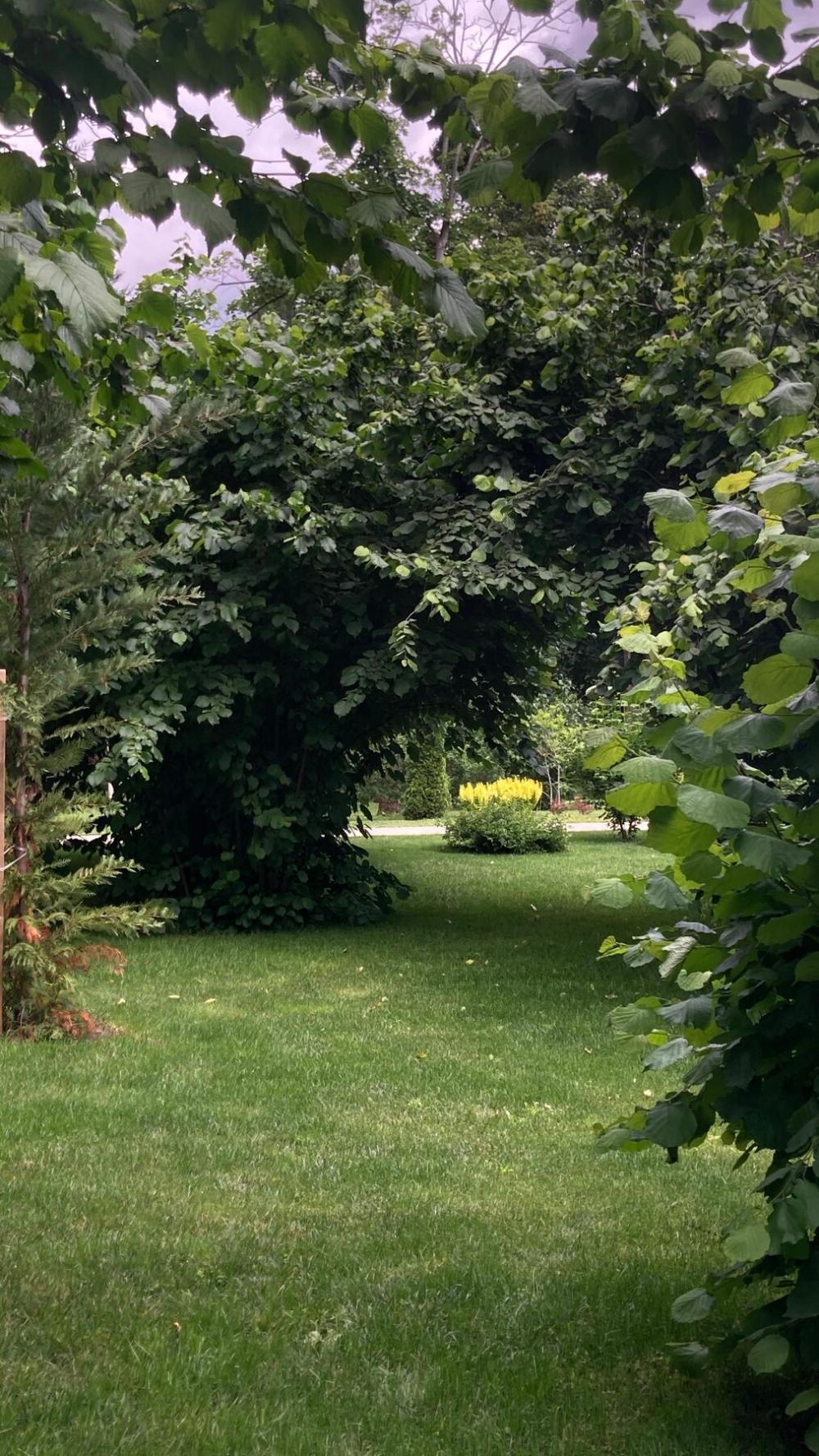 Arcadă vegetală deasupra unei alei de gazon, într-o grădină